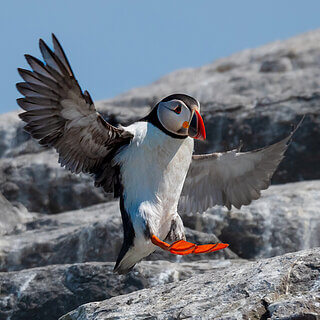 Farne Islands - Puffin